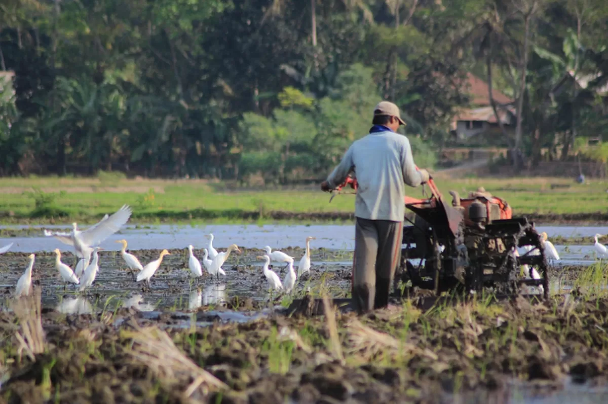 Bescem Alur: The Unforgettable Bridge to Cilacap's Beauty